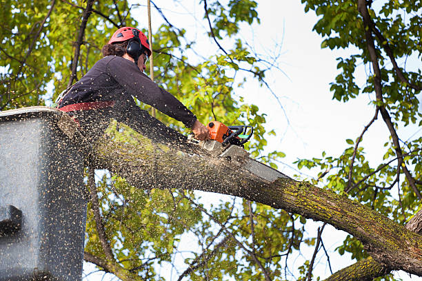 The Steps Involved in Our Tree Care Process in Fox Chase, PA